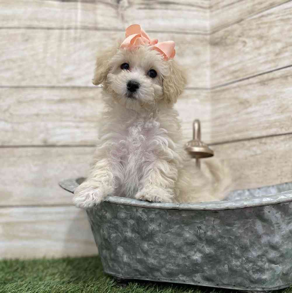 Female Cavachon Puppy for Sale in Braintree, MA