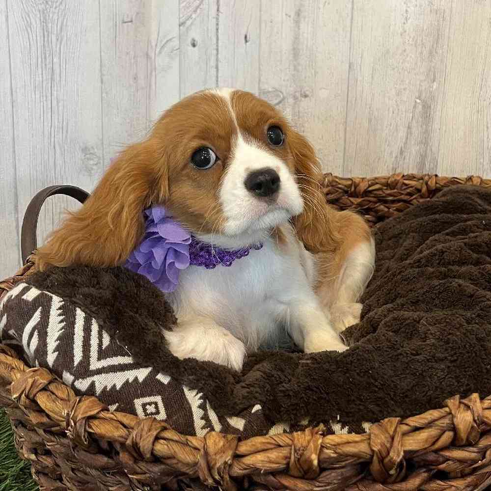 Female Cavalier King Charles Spaniel Puppy for Sale in Saugus, MA