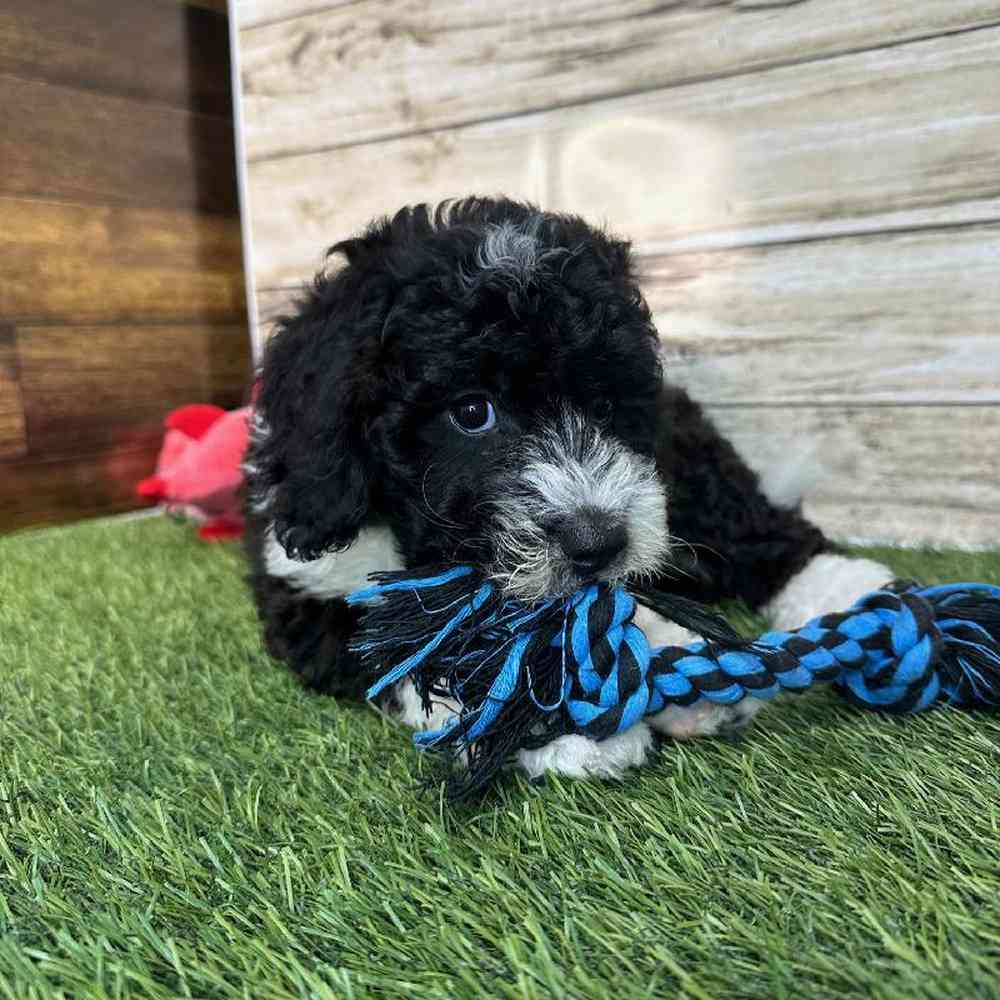 Female Mini Sheepadoodle 2nd Gen Puppy for Sale in Saugus, MA