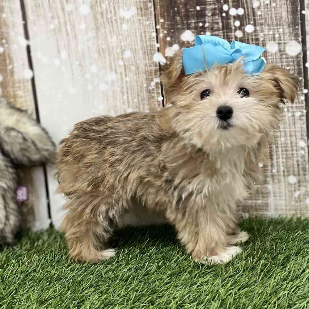 Female Morkie Puppy for Sale in Saugus, MA