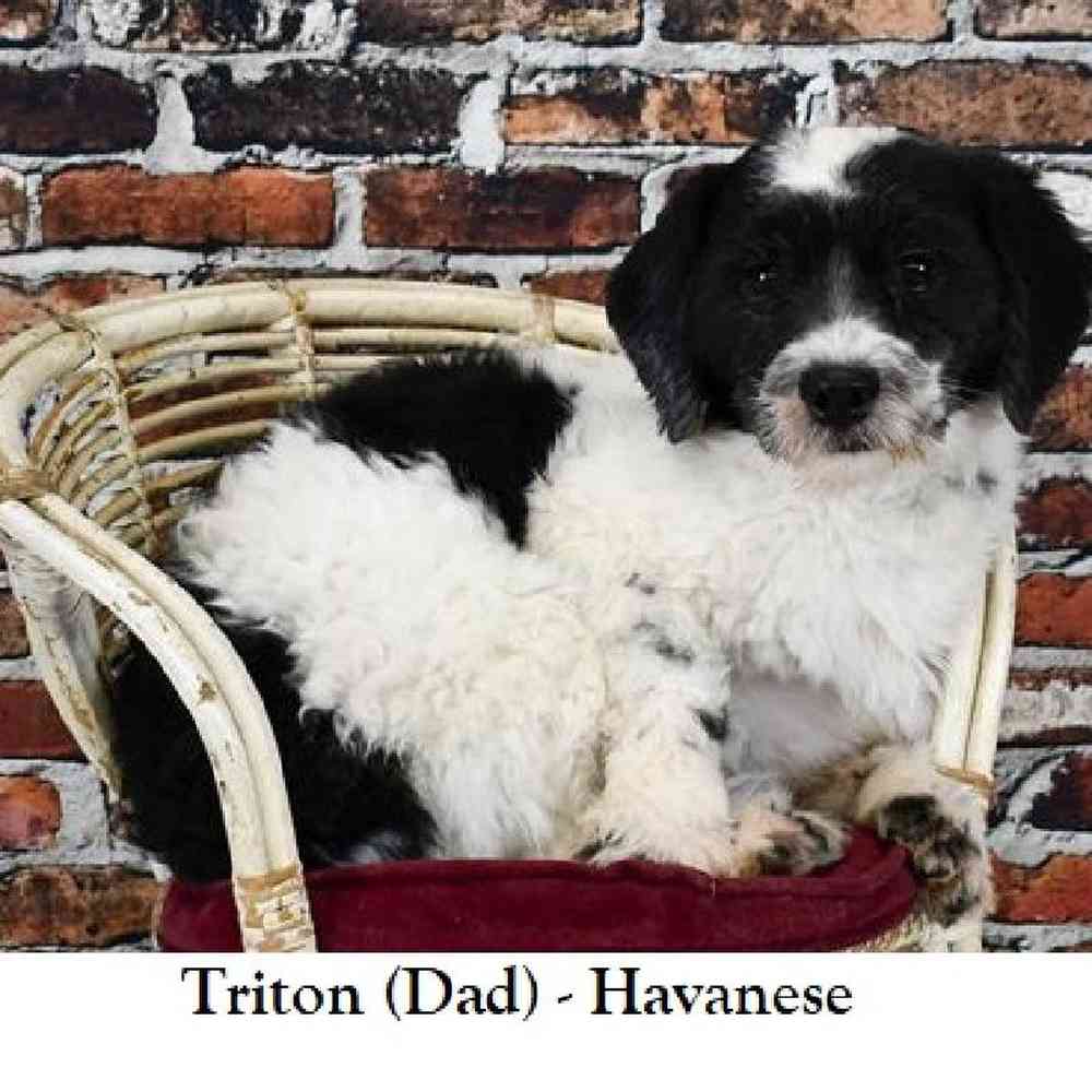 Male Havanese Puppy for Sale in Braintree, MA