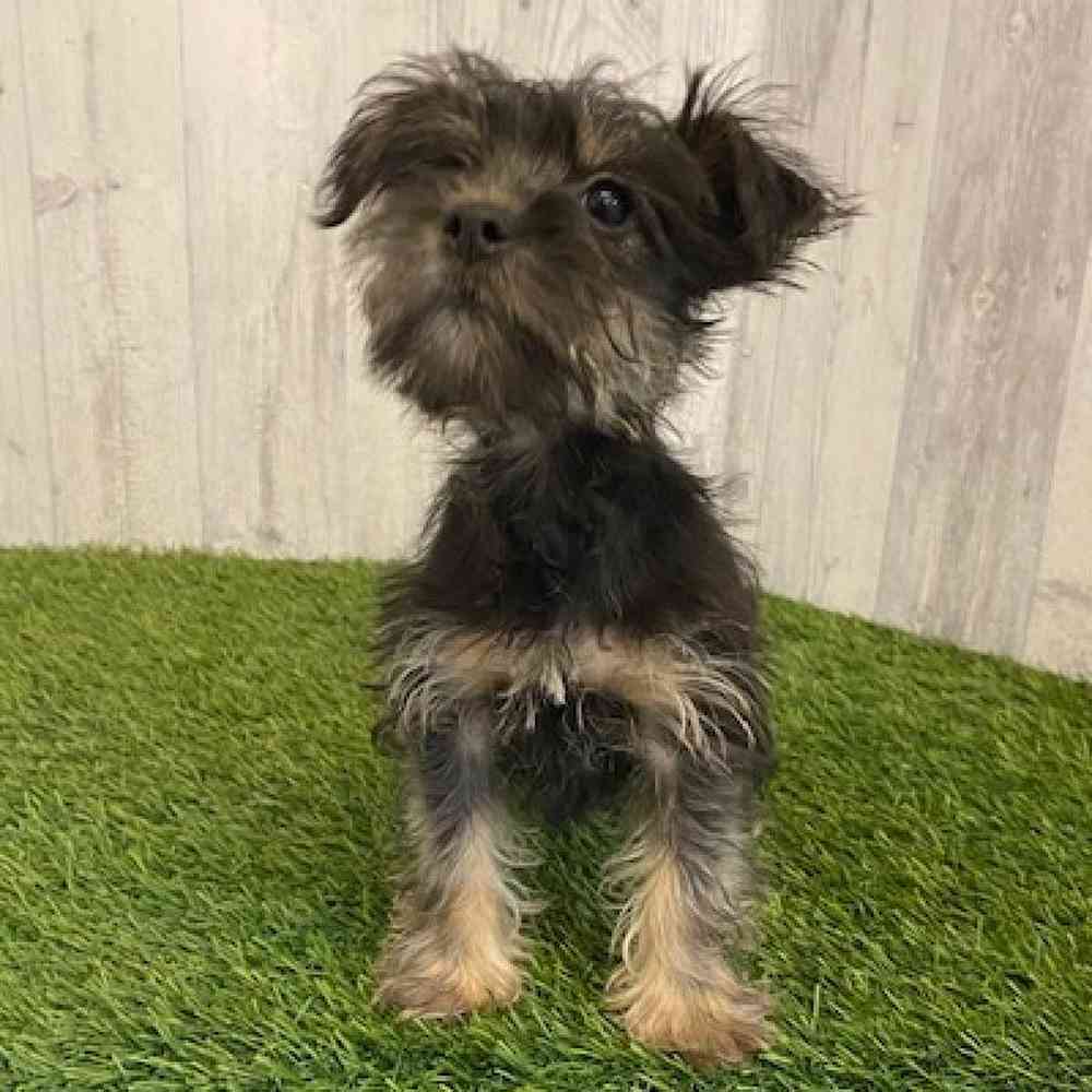 Female Schnorkie Puppy for sale