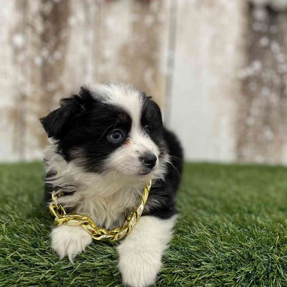 Toy Australian Shepherd image