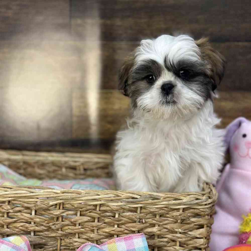 Male Shih Tzu Puppy for Sale in Saugus, MA
