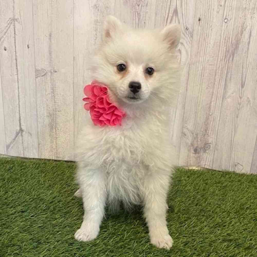 Female American Eskimo Puppy for Sale in Saugus, MA