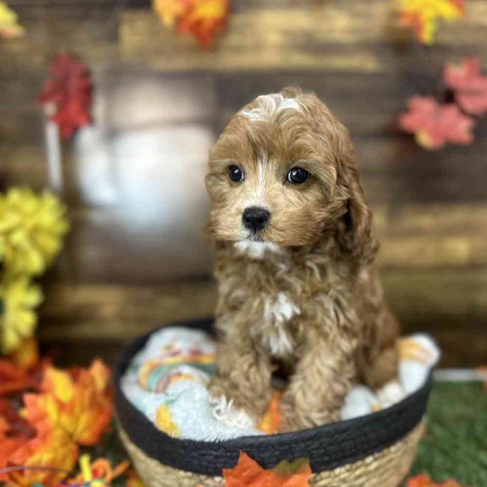 Female Cavapoo Puppy for Sale in Saugus, MA