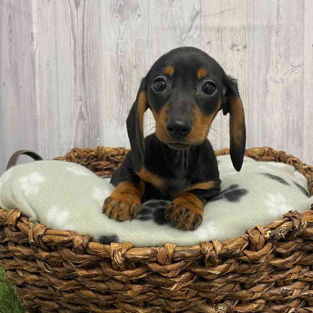 Female Dachshund Puppy for Sale in Saugus, MA