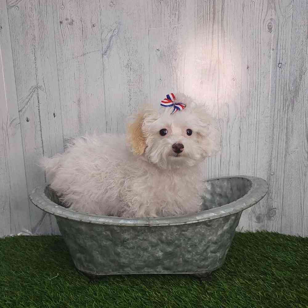 Female Poodle (MINI) Puppy for sale