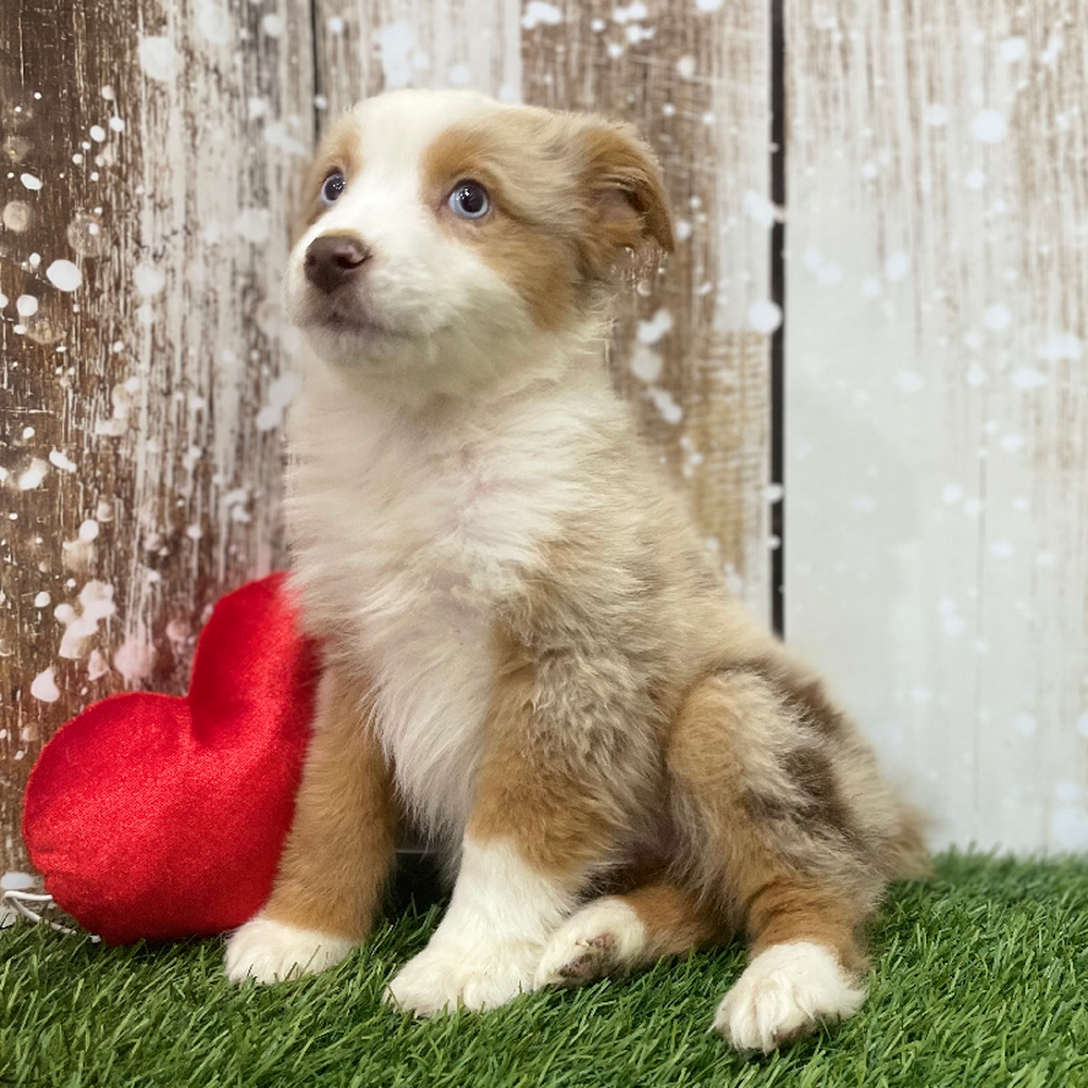 Female Miniature Australian Shepherd Puppy for Sale in Braintree, MA