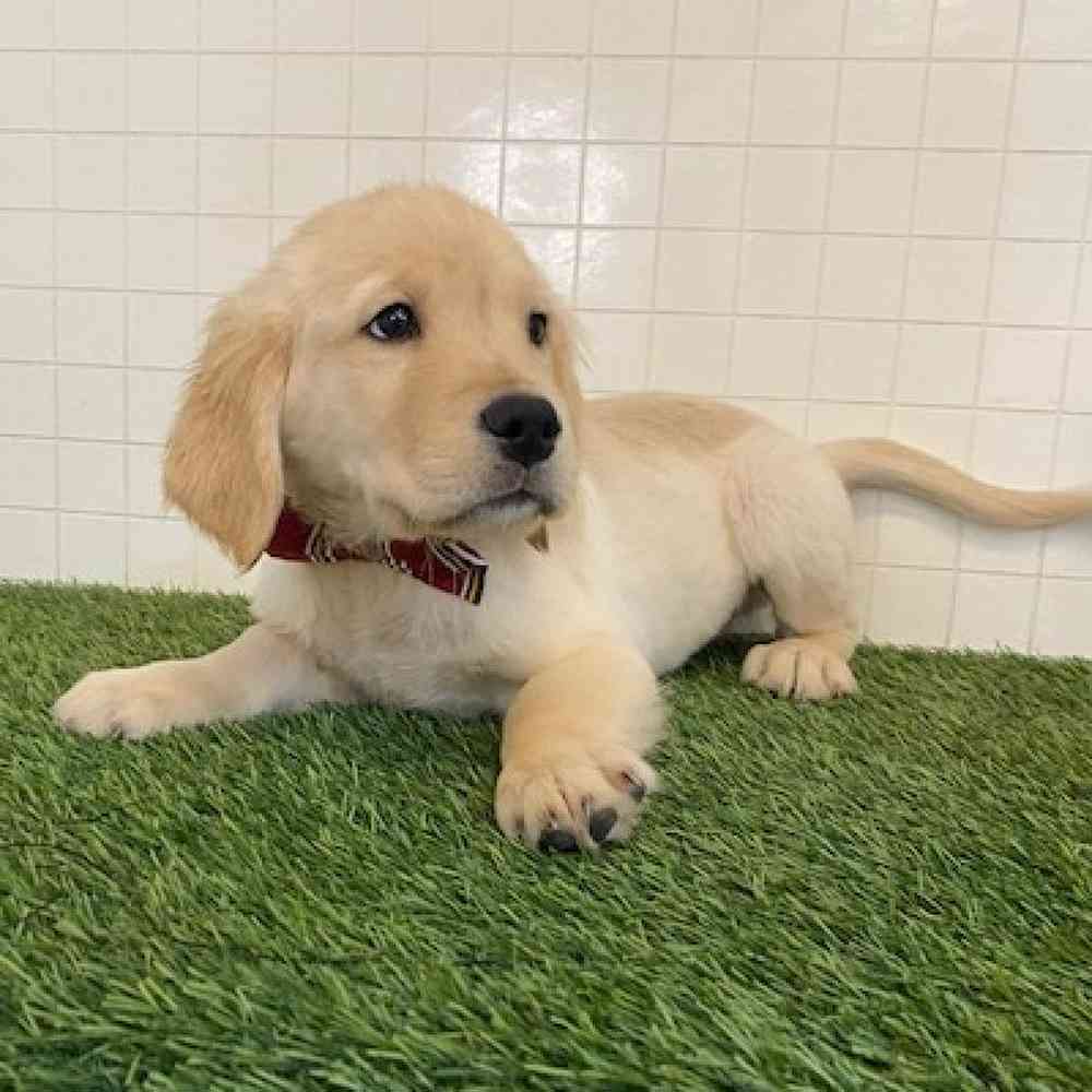 Male Golden Retriever Puppy for sale