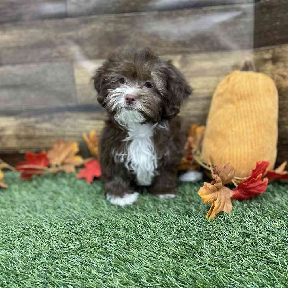 Female Lhasa-Poo Puppy for Sale in Braintree, MA