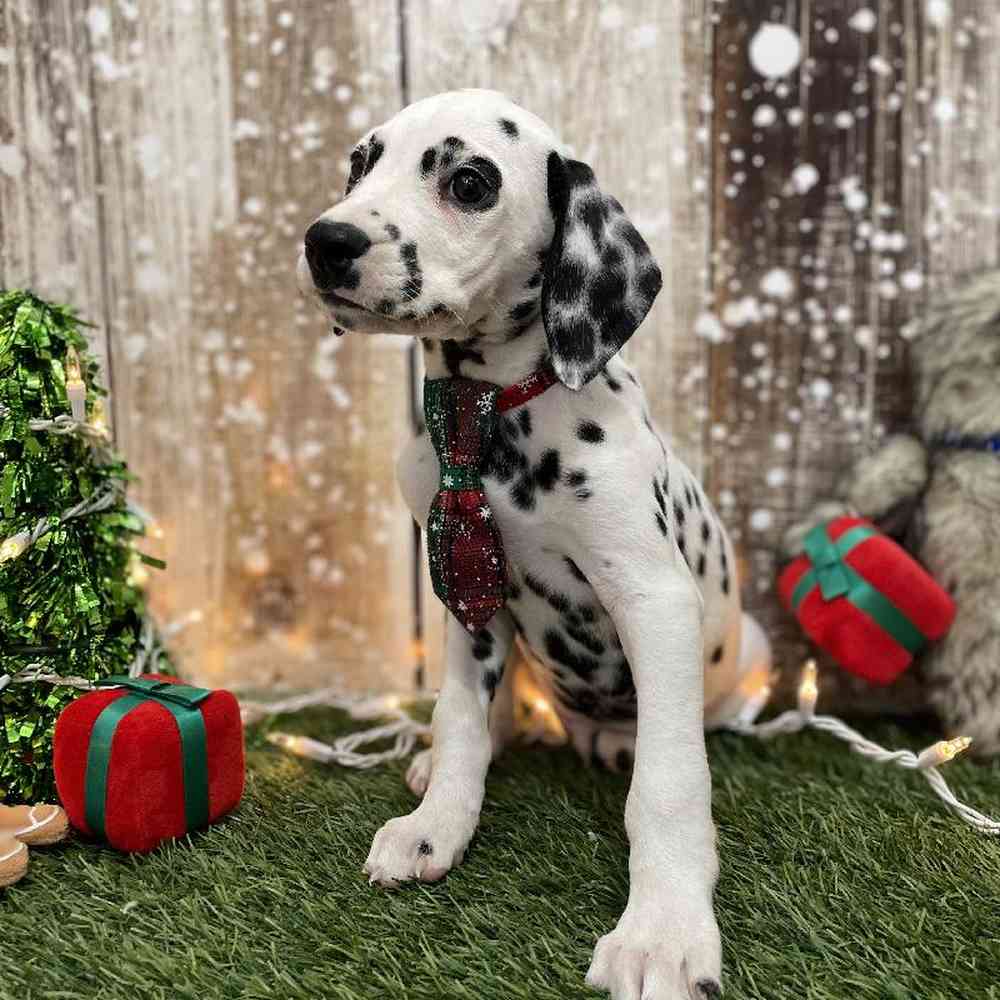 Male Dalmatian Puppy for Sale in Braintree, MA