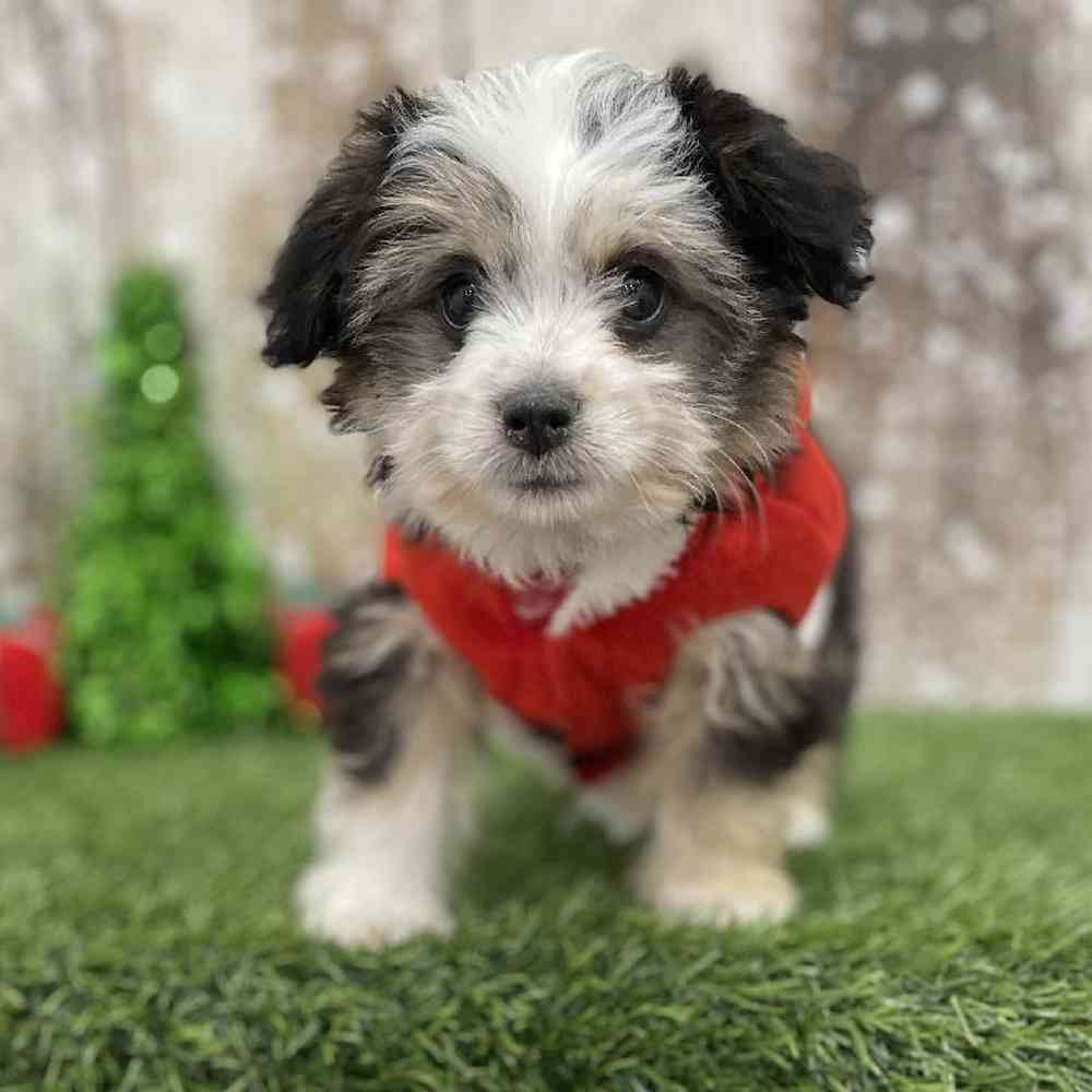 Male Aussiechon Puppy for Sale in Braintree, MA