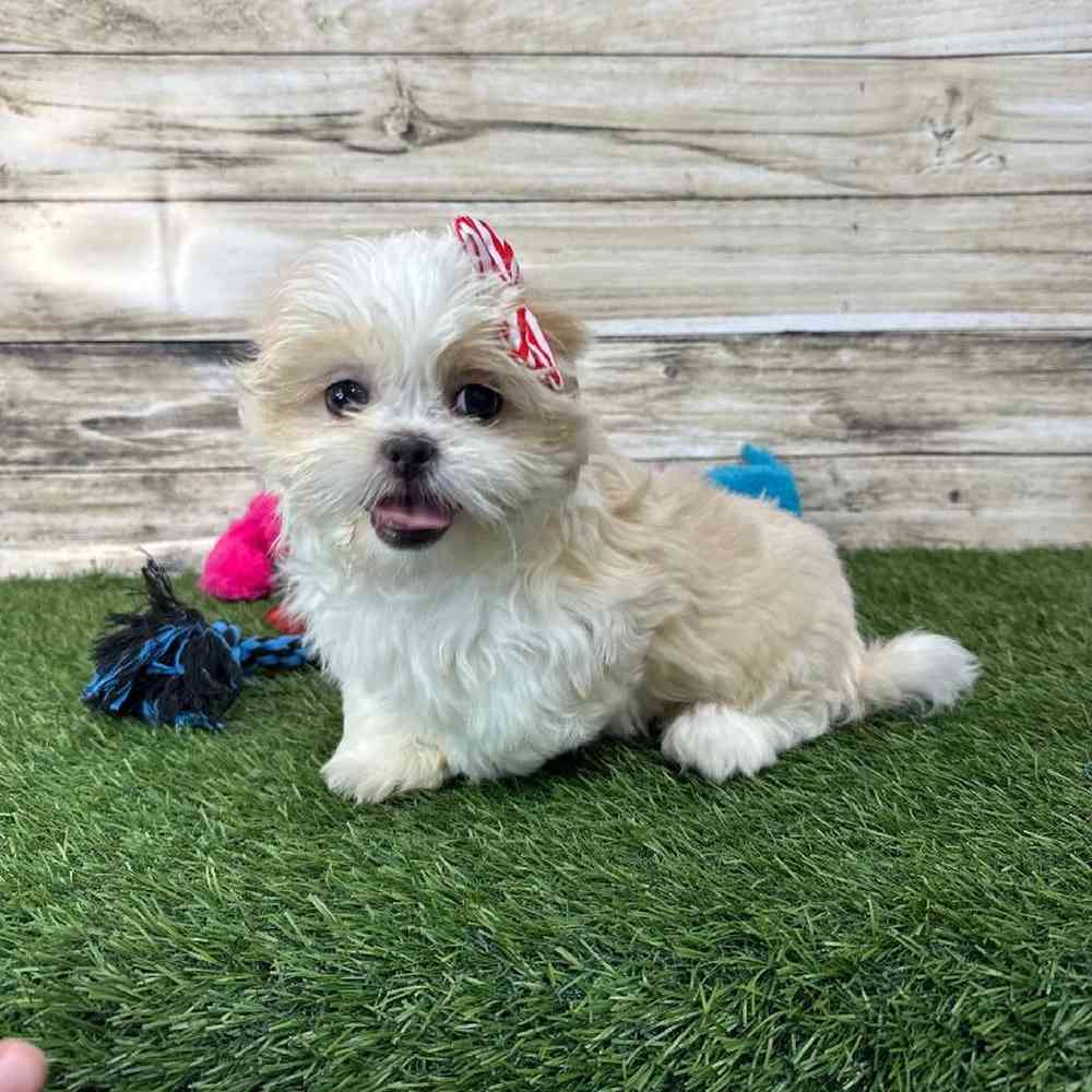 Female Shih Tzu Puppy for Sale in Saugus, MA