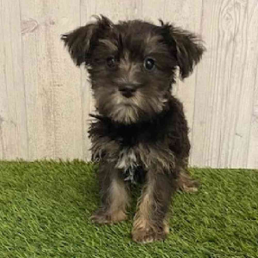 Female Schnorkie Puppy for sale
