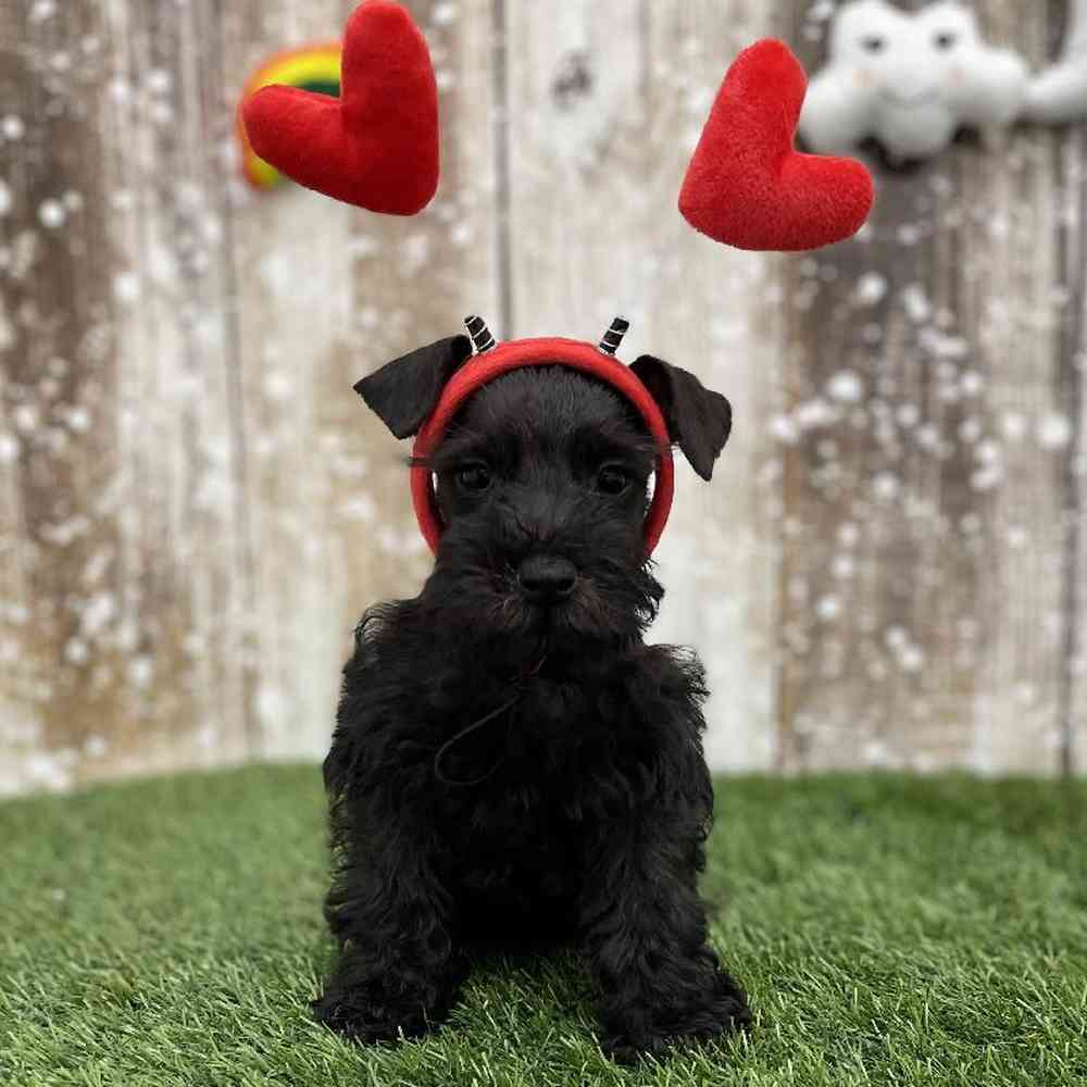 Female Miniature Schnauzer Puppy for Sale in Braintree, MA
