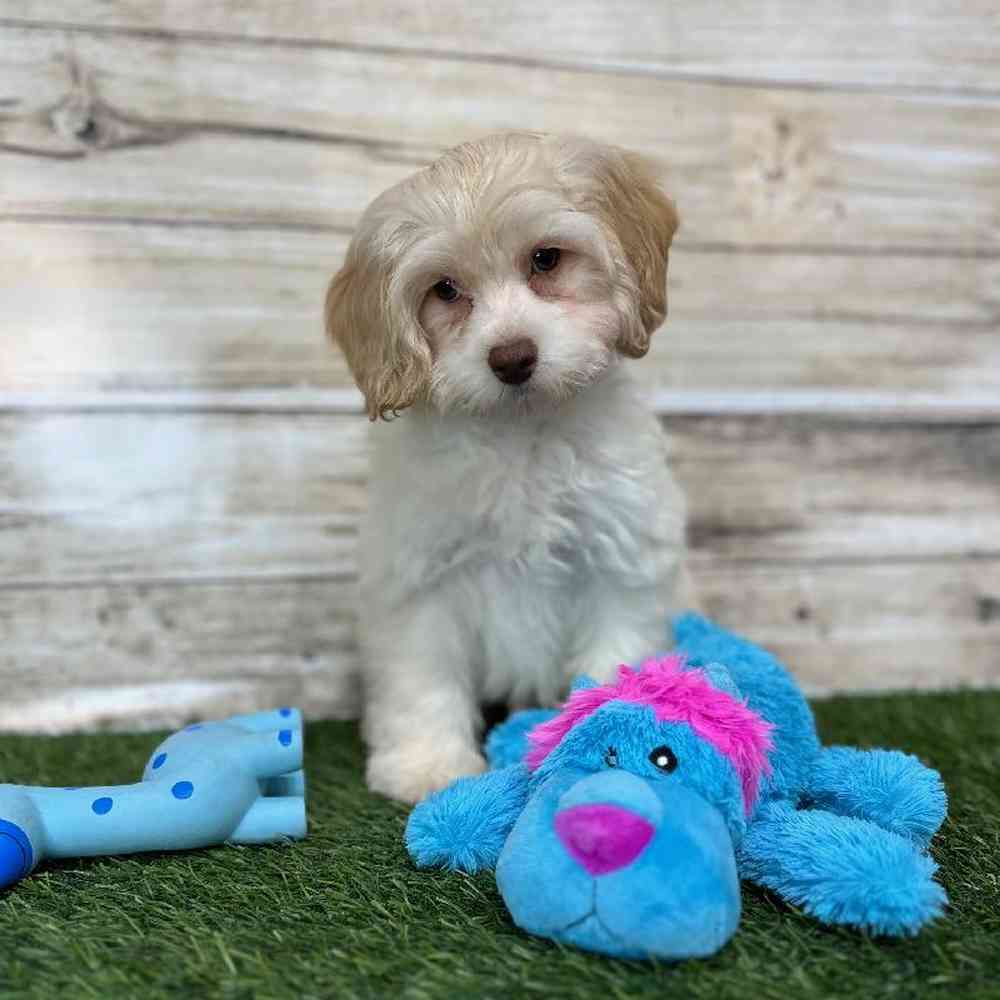 Male Cockapoo 2nd Gen Puppy for Sale in Saugus, MA