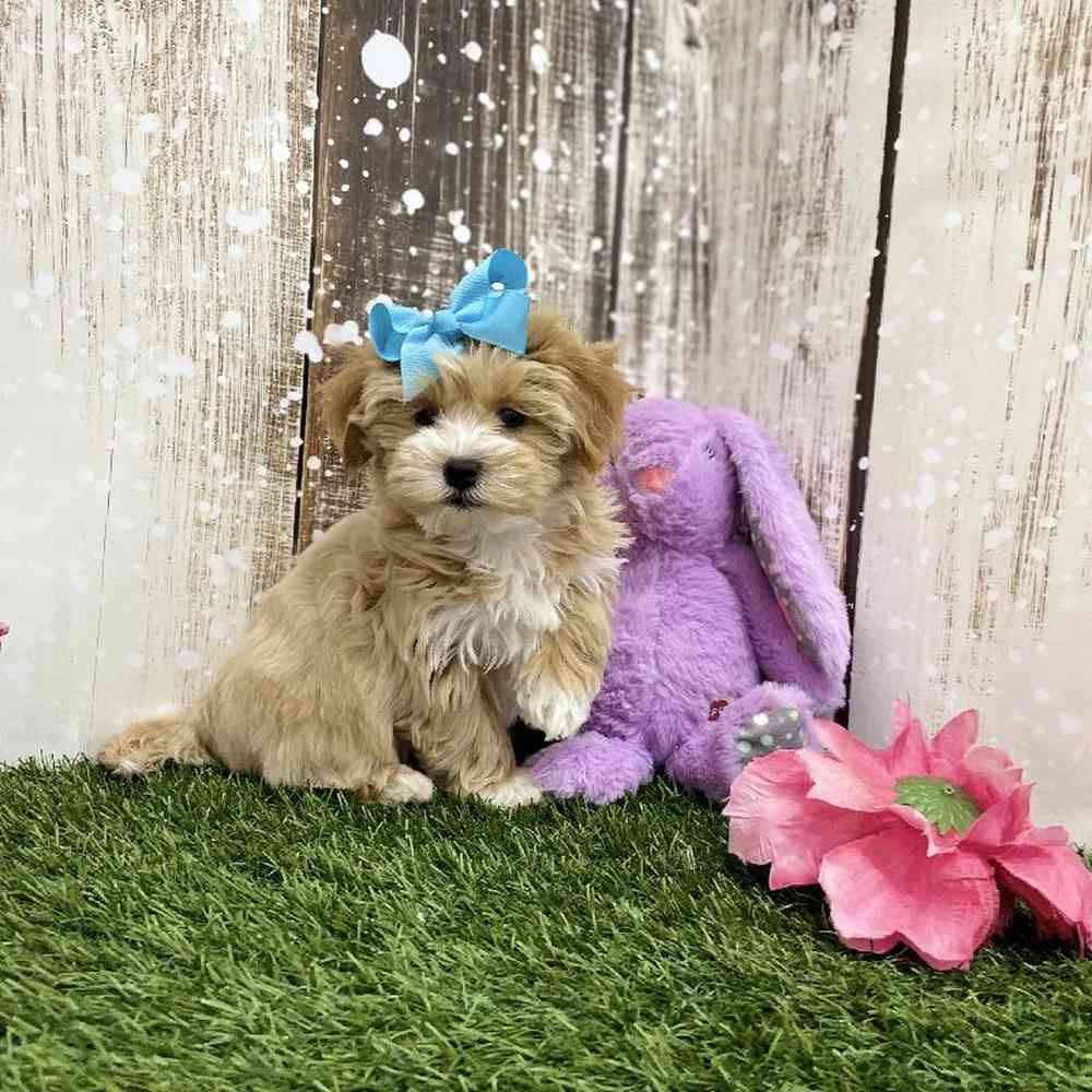 Female Lhasa-Poo Puppy for Sale in Braintree, MA