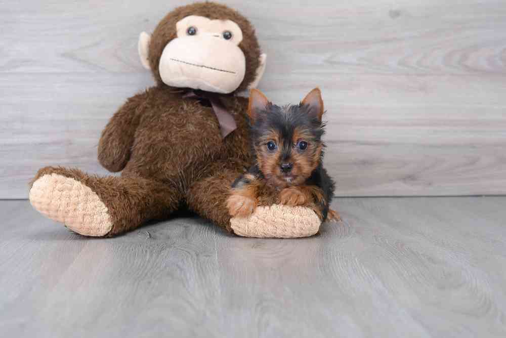 yorkshire-terrier-jeremy-9184362206074410.jpg