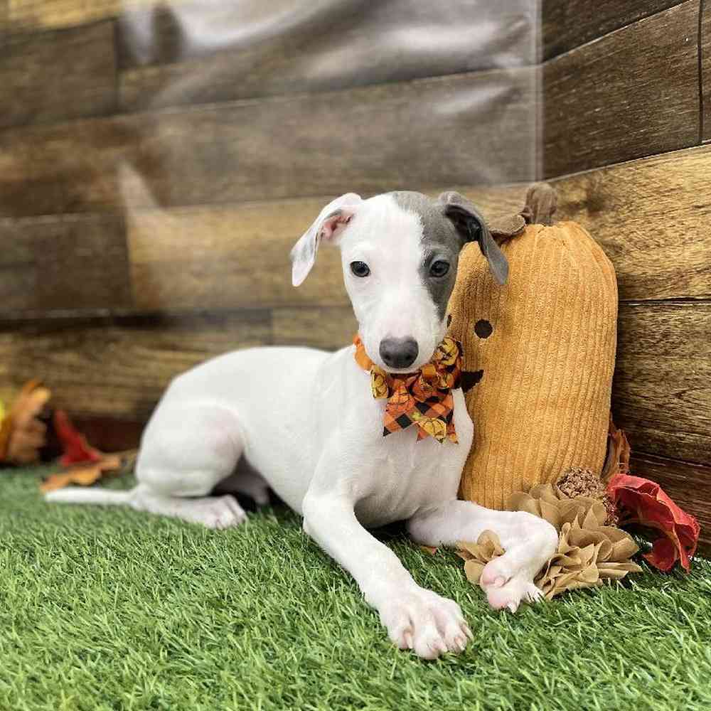 Male Italian Greyhound Puppy for Sale in Braintree, MA