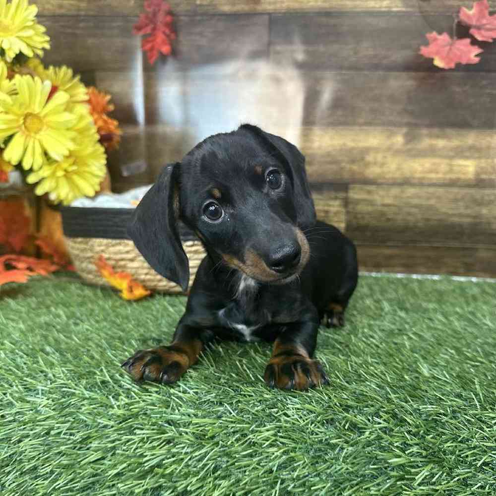 Male Dachshund Puppy for Sale in Saugus, MA