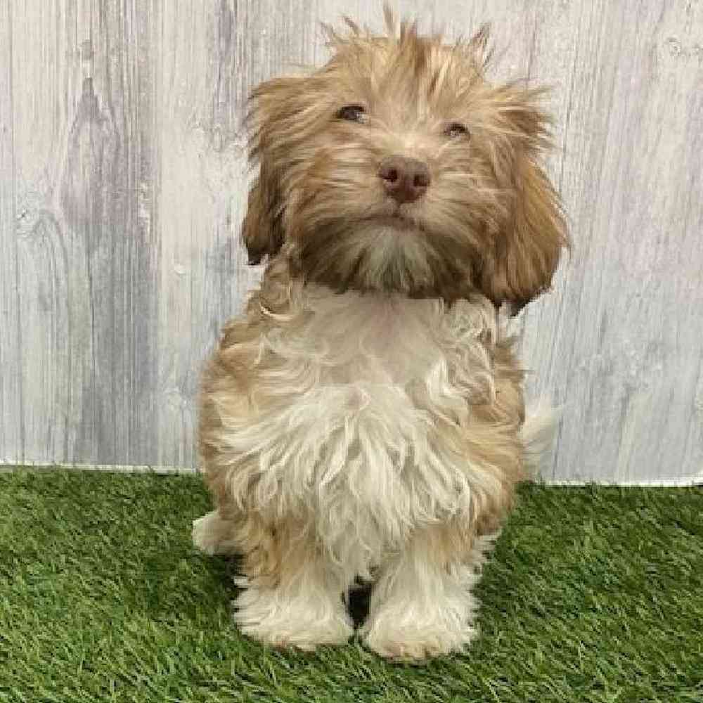 Male Havanese Puppy for Sale in Braintree, MA