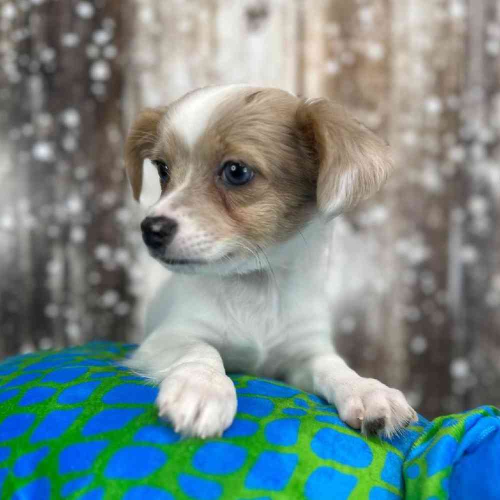 Male Chihuahua Puppy for Sale in Saugus, MA