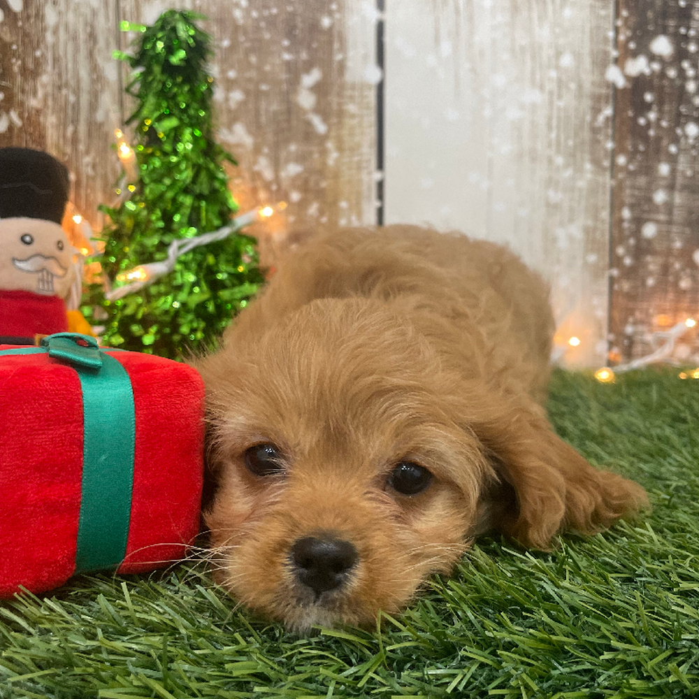Female Cavapoo Puppy for Sale in Braintree, MA