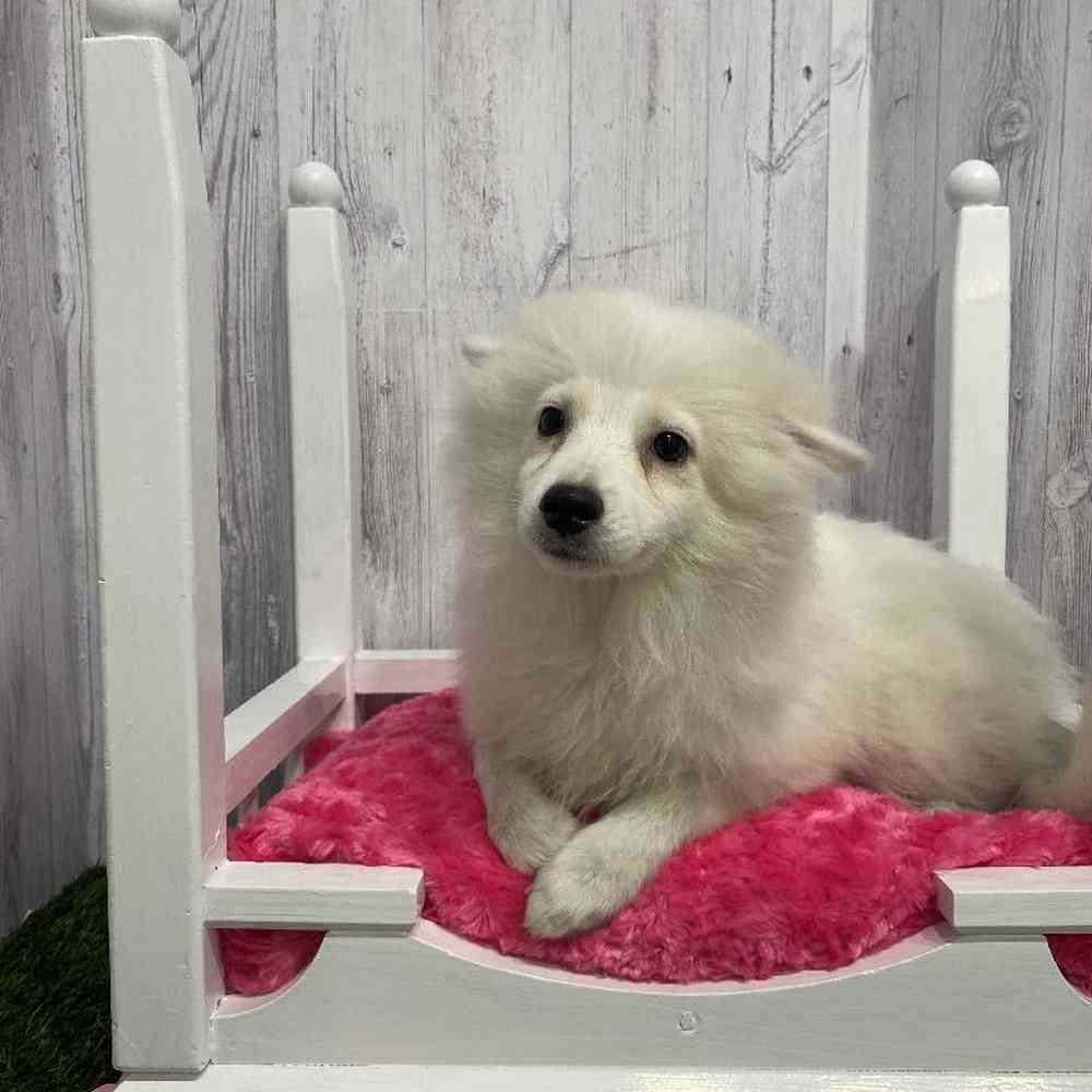 Female American Eskimo Puppy for Sale in Saugus, MA