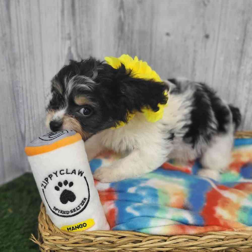 Female Cavachon Puppy for Sale in Saugus, MA