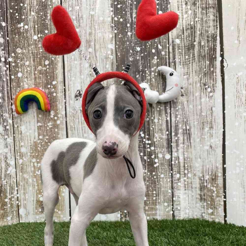 Male Italian Greyhound Puppy for Sale in Braintree, MA