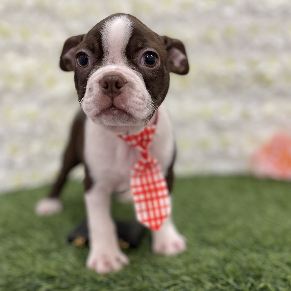 Boston Terrier For Sale Pet Express Braintree