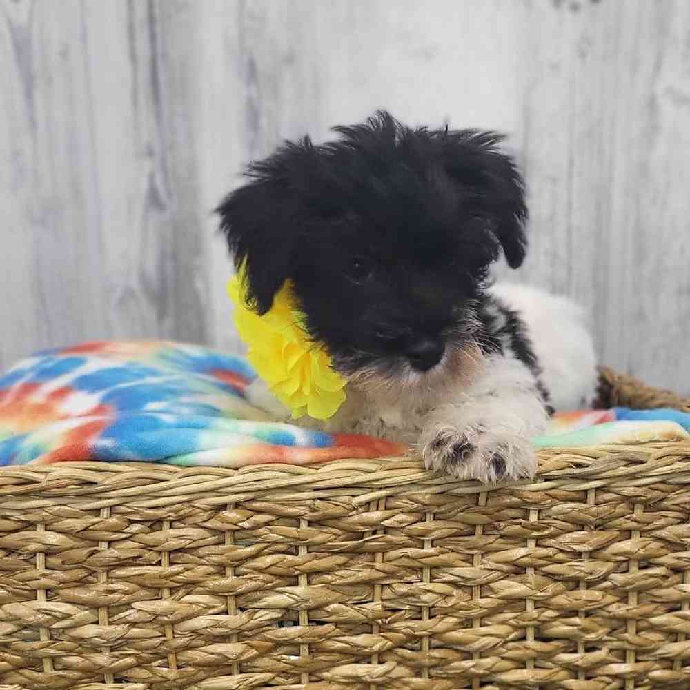 Female Miniature Schnauzer Puppy for Sale in Saugus, MA