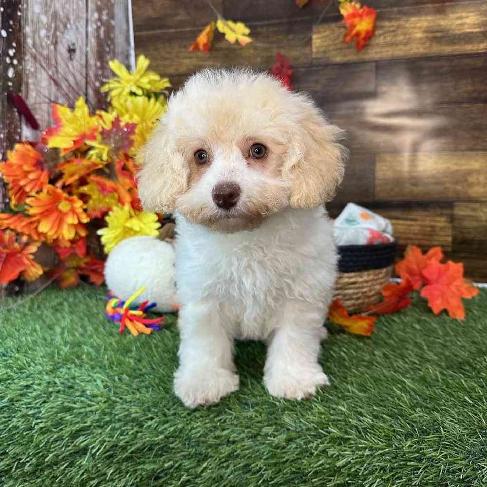 Female Mini NewfyPoo Puppy for Sale in Saugus, MA