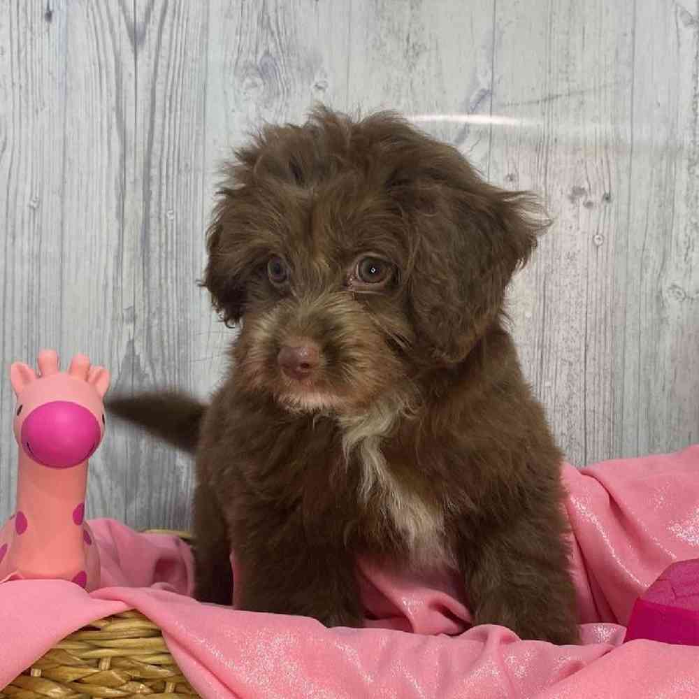 Female Mini Aussiedoodle Puppy for Sale in Saugus, MA