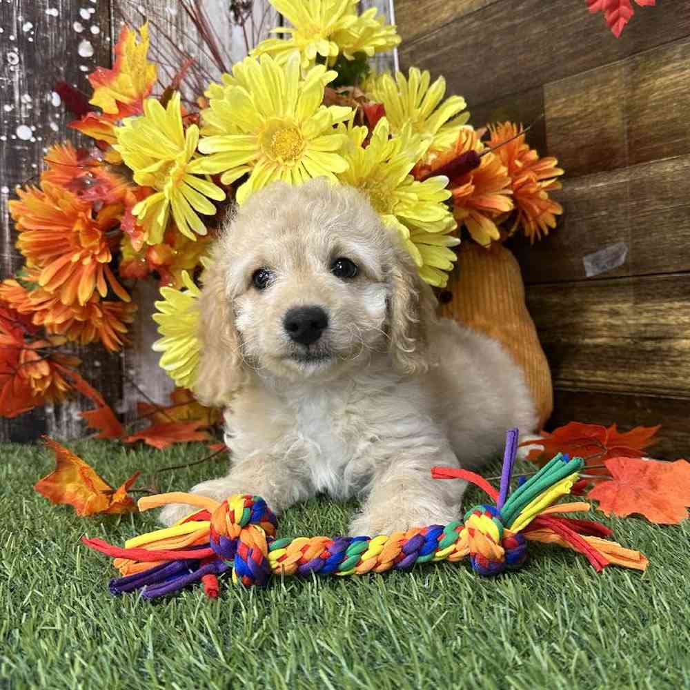 Male Cockapoo 2nd Gen Puppy for Sale in Saugus, MA