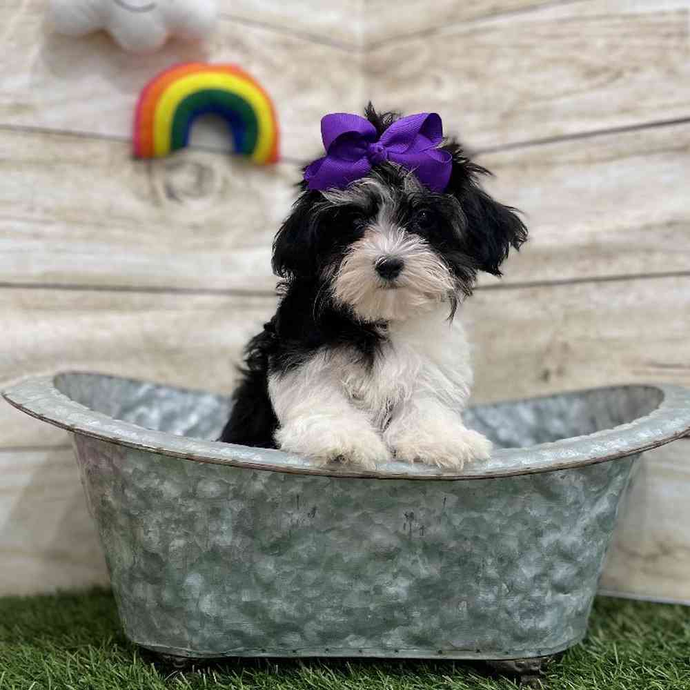 Female Havamalt Puppy for Sale in Braintree, MA