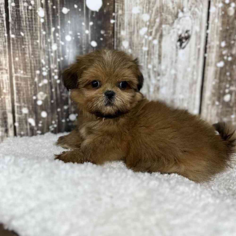 Male Shih Tzu Puppy for Sale in Saugus, MA