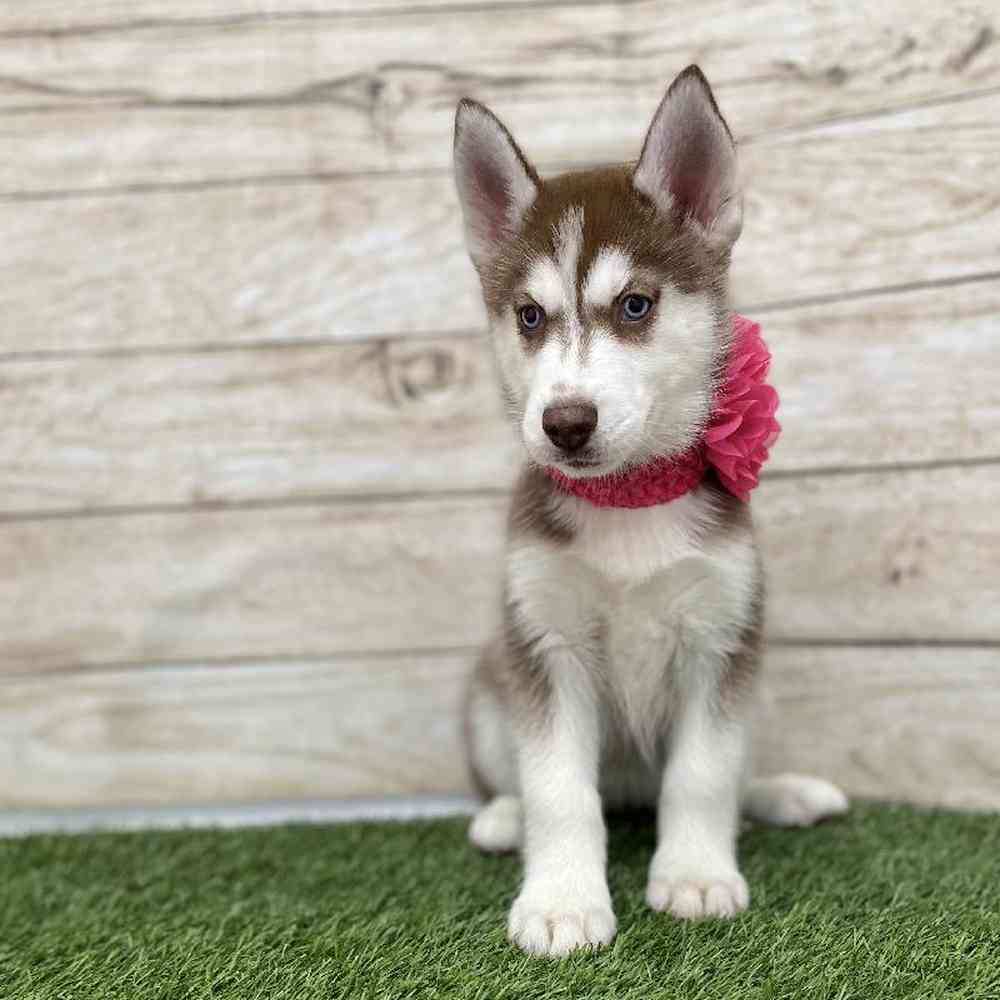 Female Siberian Husky Puppy for Sale in Braintree, MA