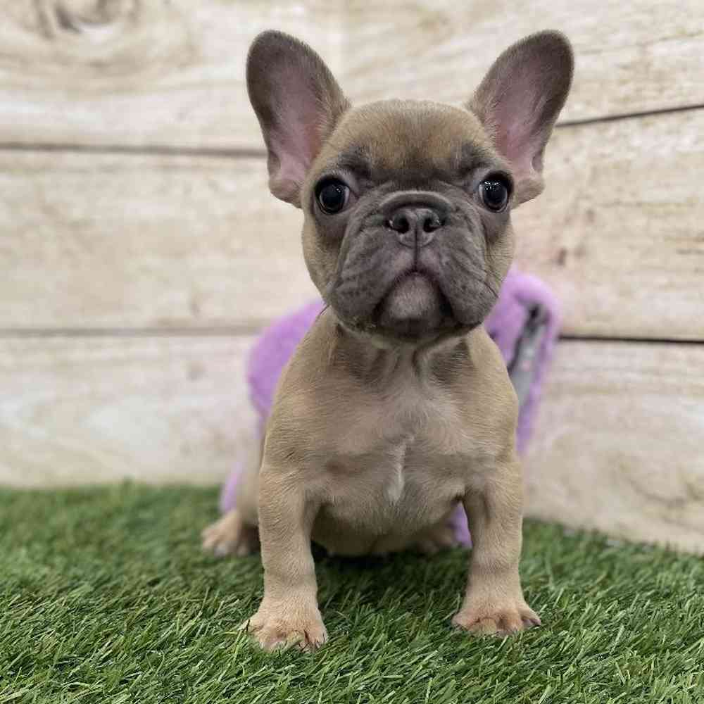 Female French Bulldog Puppy for Sale in Braintree, MA