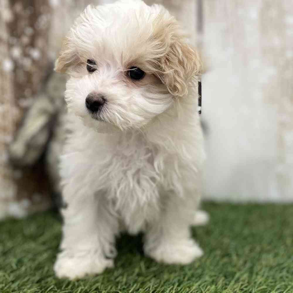 Female Malti-Poo Puppy for Sale in Braintree, MA