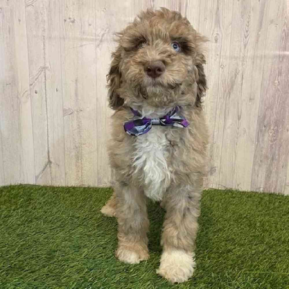 Male Poodle Moyen (Medium) Puppy for Sale in Saugus, MA