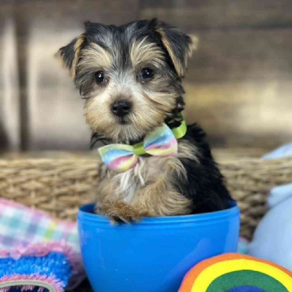 Male Yorkshire Terrier Puppy for Sale in Saugus, MA