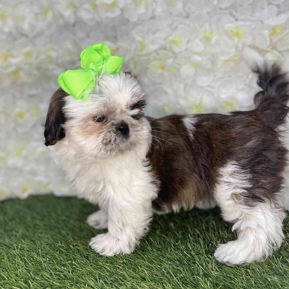 Female Shih Tzu Puppy for Sale in Braintree, MA