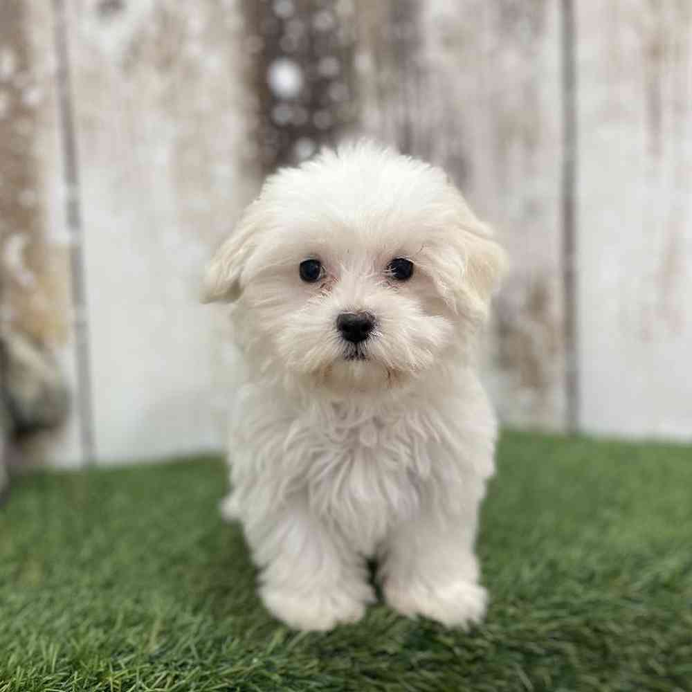 Female Havamalt Puppy for Sale in Braintree, MA