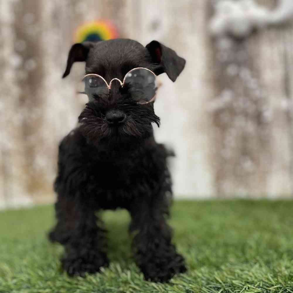 Female Miniature Schnauzer Puppy for Sale in Braintree, MA