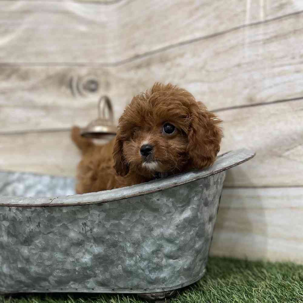 Male Cavapoo Puppy for Sale in Braintree, MA