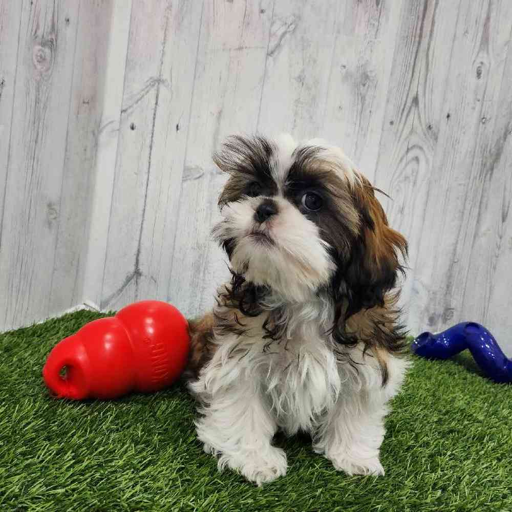 Male Shih Tzu Puppy for Sale in Braintree, MA