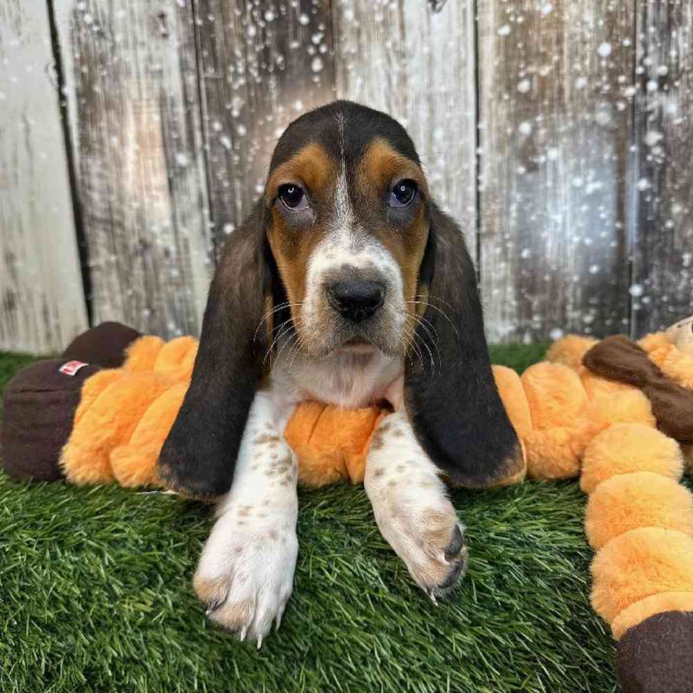 Male Basset Hound Puppy for Sale in Saugus, MA