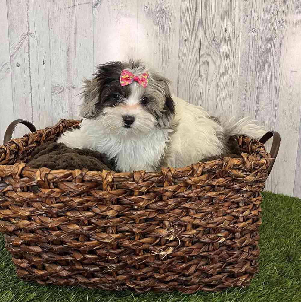 Female Shih-Poo Puppy for Sale in Saugus, MA